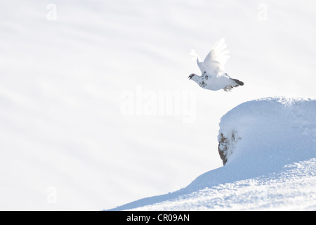 Le lagopède alpin (Lagopus mutus) mâles adultes en vol, dans la montagne enneigée paysage. Le Parc National de Cairngorms, en Écosse. Février. Banque D'Images