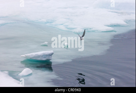 Sterne arctique (Sterna paradisaea) sur la glace, Woodfjord, Spitzberg, Norvège Banque D'Images