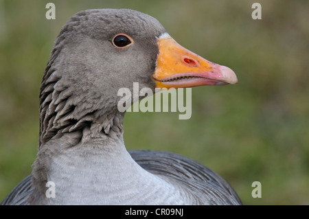 Oie cendrée (Anser anser) close-up d'oiseaux adultes dentelures montrant dans le projet de loi. Le Norfolk. Mars. Banque D'Images