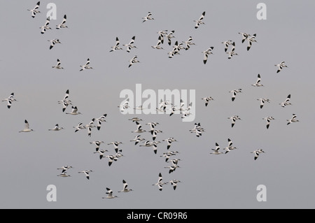 Troupeau de pied avocets (Recurvirostra avosetta) en vol. Le Norfolk. Mars. Banque D'Images