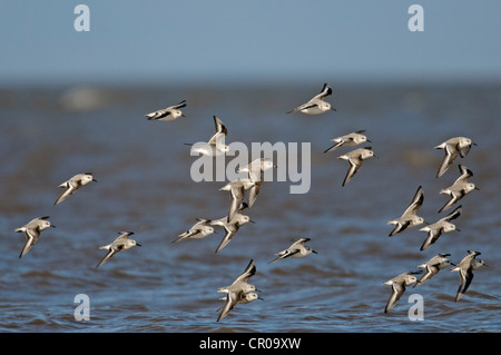 Troupeau de bécasseau sanderling (Calidris alba) en vol. Côte nord du comté de Norfolk. Mars. Banque D'Images