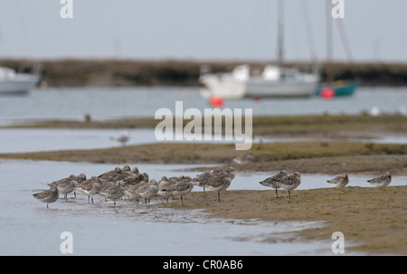 Troupeau de Bar-tailed barge marbrée (Limosa lapponica) se percher sur un banc de sable à marée haute l'eau dans un ruisseau de North Norfolk. Banque D'Images