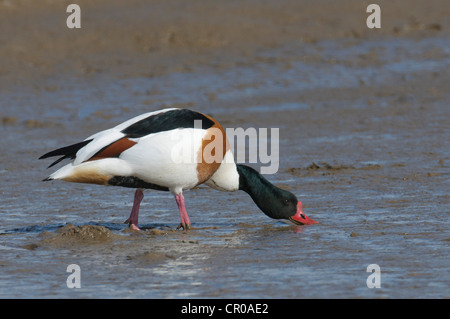 Tadorne Casarca Tadorna tadorna) (alimentation drake sur les bas fonds vaseux sur l'estuaire de lavage dans la région de Norfolk, en Angleterre. Mai. Banque D'Images