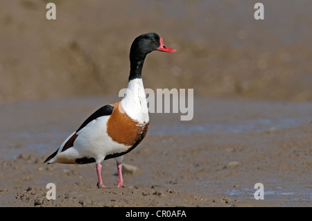 Tadorne Casarca Tadorna tadorna) (alimentation drake sur les bas fonds vaseux sur l'estuaire de lavage dans la région de Norfolk, en Angleterre. Mai. Banque D'Images