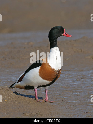 Tadorne Casarca Tadorna tadorna) (alimentation drake sur les bas fonds vaseux sur l'estuaire de lavage dans la région de Norfolk, en Angleterre. Mai. Banque D'Images