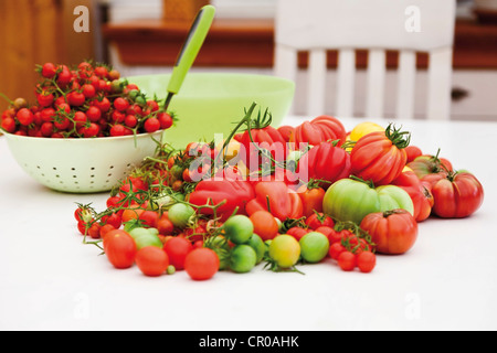 Diverses variétés de tomates Banque D'Images