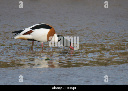 Tadorne Casarca Tadorna tadorna) (alimentation drake sur les bas fonds vaseux sur l'estuaire de lavage dans la région de Norfolk, en Angleterre. Mai. Banque D'Images