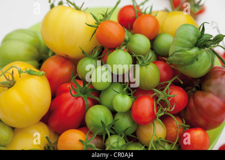 Diverses variétés de tomates Banque D'Images