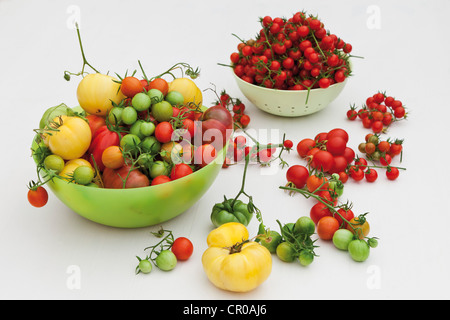 Diverses variétés de tomates Banque D'Images