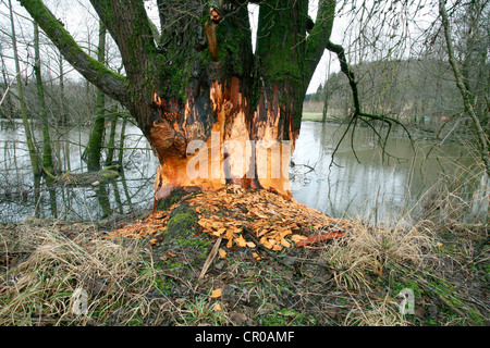 Saule (Salix caprea Goat), rongé par les castors dans un étang, Allgaeu, Bavaria, Germany, Europe Banque D'Images