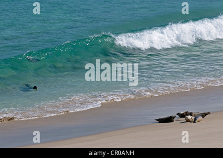 Atlantic les phoques gris (Halichoerus grypus) surf sur de la plage. Îles de l'Ouest, de l'Écosse. De juin. Banque D'Images