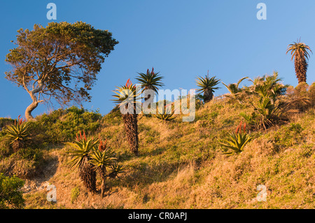 La floraison de l'aloès du Cap (Aloe ferox), Côte Sauvage, Eastern Cape, Afrique du Sud, l'Afrique Banque D'Images