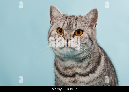 British Shorthair tabby, chat mâle, portrait Banque D'Images