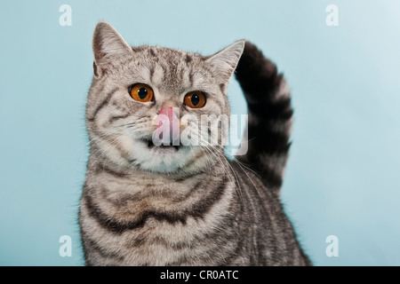 British Shorthair tabby, chat mâle, avec la langue sur le nez Banque D'Images