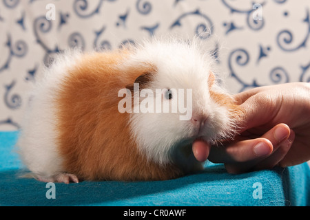 Swiss Teddy cobaye, cochon d'ascendance, d'être caressé Banque D'Images