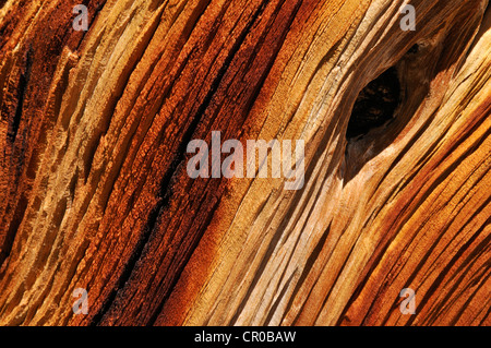 Weathered Wood d'une ancienne Bristlecone Pine (Pinus longaeva), du Grand Bassin, Nevada, USA, Amérique du Nord Banque D'Images