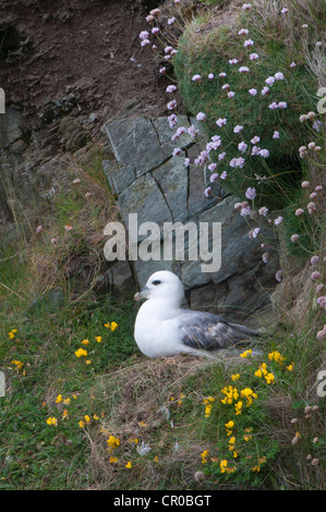 Le fulmar boréal (Fulmarus glacialis) au nid sur falaise, entre l'épargne et le lotier corniculé fleurs. Îles Shetland. De juin. Banque D'Images