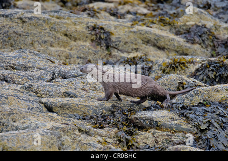 Eurasian loutre (Lutra lutra) adulte sur le rivage rocailleux. Îles Shetland. De juin. Banque D'Images