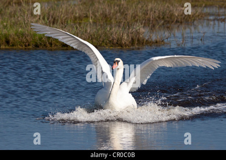 Mute swan (Cygnus olor) dans le splashdown Banque D'Images