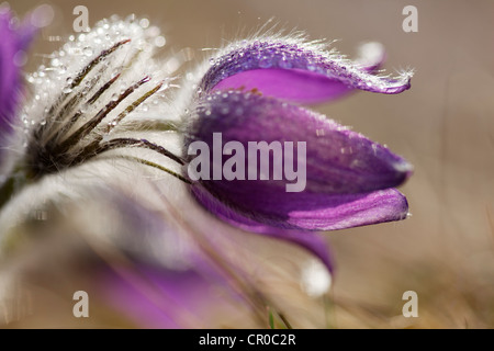 Anémone pulsatille commune, Dane's blood (Pulsatilla vulgaris), Munich, Bavaria, Germany, Europe Banque D'Images