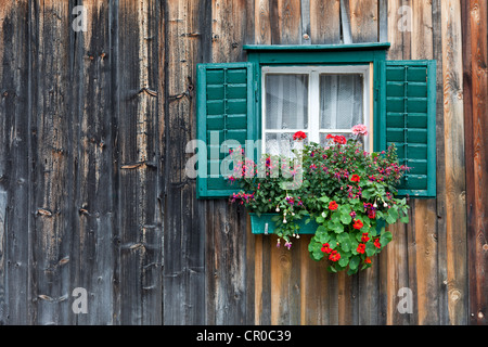 Maison traditionnelle en bois, hutte de montagne avec des cadres de fenêtre verte et de géraniums, Salzkammergut, Autriche, Europe Banque D'Images