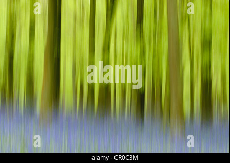 Impression photographique de bois bluebell au printemps. Forêt de Ashridge dans le Hertfordshire, en Angleterre. Mai.