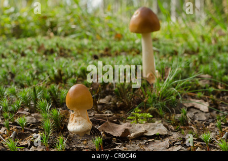Grisette fauve (Amanita fulva), Brandebourg, Allemagne, Europe Banque D'Images
