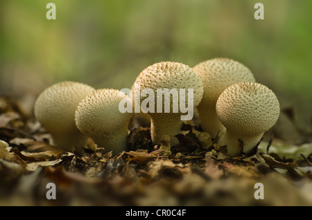 Commun, warted ou gem-vesse-de-cloutés ou devil's snuff-box ((Lycoperdon perlatum), Brandebourg, Allemagne, Europe Banque D'Images