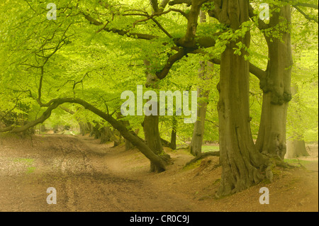 Soft focus Avis de bois de hêtre au printemps. Forêt de Ashridge, Hertfordshire, Angleterre. Mai.