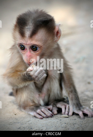 Cochon bébé macaque (Macaca nemestrina) bébé singe en captivité, Laos, Asie du sud-est Banque D'Images