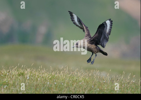 Grand labbe Stercorarius skua ou bonxie (adultes) de l'atterrissage. Îles Shetland. De juin. Banque D'Images