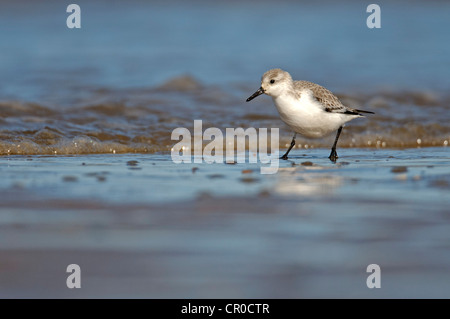 Bécasseau sanderling (Calidris alba) adulte en plumage d'hiver à la recherche de nourriture en mer. North Norfolk. Mars. Banque D'Images