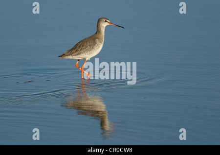 Chevalier arlequin (Tringa erythropus) adultes en hiver alimentation lagune peu profonde sur la côte nord du comté de Norfolk. Mars. Banque D'Images