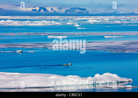 L'ours polaire sur la banquise dans l'océan Arctique, Olgastretet, Spitzberg, Norvège Banque D'Images