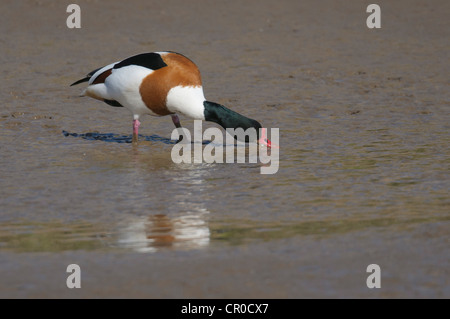 Tadorne Casarca Tadorna tadorna) (alimentation drake sur les bas fonds vaseux sur l'estuaire de lavage dans la région de Norfolk, en Angleterre. Mai. Banque D'Images