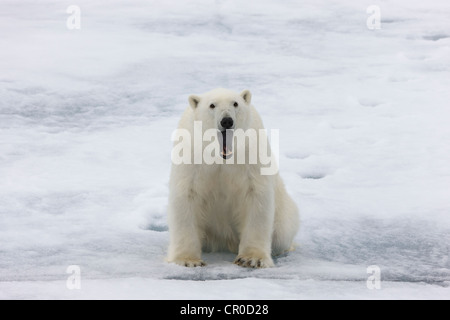 L'ours polaire sur la banquise dans l'océan Arctique, Olgastretet, Spitzberg, Norvège Banque D'Images