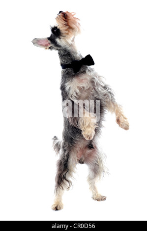 Debout sur deux jambes Schnauzer et regardant vers le haut Banque D'Images