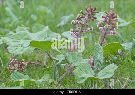 Pétasite commun tourbière, rhubarbe, Devil's Hat ou Pestilence Wort (Petasites officinalis) Banque D'Images