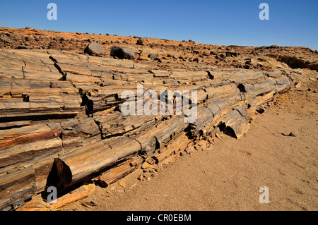 Arbres pétrifiés dans les montagnes Mik, Damaraland, Namibie, Afrique Banque D'Images