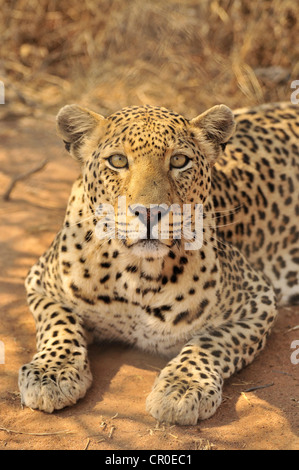 Leopard (Panthera pardus) dans le Kgalagadi Transfrontier Park, Kalahari, Afrique du Sud, l'Afrique Banque D'Images
