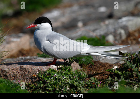 Sterne arctique (Sterna paradisaea), d'oiseaux matures assis sur une pierre dans la colonie de reproduction, Eidersperrwerk, Schleswig-Holstein Banque D'Images