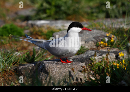 Sterne arctique (Sterna paradisaea), d'oiseaux matures assis sur une pierre dans la colonie de reproduction, Eidersperrwerk, Schleswig-Holstein Banque D'Images