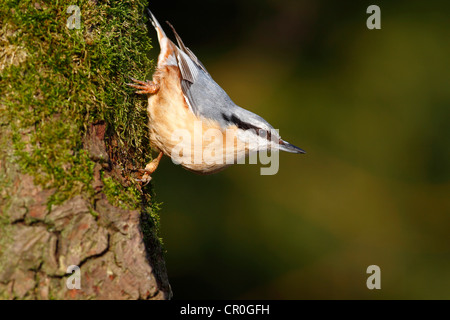 Blanche (Sitta europaea), mature oiseau posé sur la branche moussue d'un chêne, Neunkirchen, district de Siegerland Banque D'Images