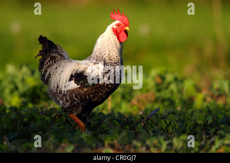 Poulet domestique (Gallus gallus domesticus), Coq debout dans la Baltique, cabbage patch île de Fehmarn, East Holstein Banque D'Images