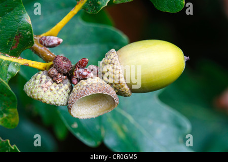 Sessile ou chêne sessile (Quercus petraea, Quercus sessilis), verts sur acorn tree, Neunkirchen, Siegerland Banque D'Images