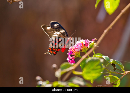 Crimson Rose (Papilio hector) est un grand porte-queue appartenant au sous-genre Pachliopta. Banque D'Images