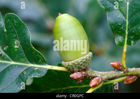 Sessile ou chêne sessile (Quercus petraea, Quercus sessilis), verts sur acorn tree, Neunkirchen, Siegerland Banque D'Images
