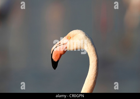 Plus de flamants roses (Phoenicopterus roseus), portrait, Camargue, France, Europe Banque D'Images