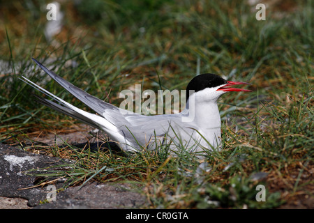 Sterne arctique (Sterna paradisaea), Hot bird sur son nid, Eidersperrwerk, Frise du Nord, l'Allemagne, de l'Europe Banque D'Images