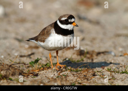 Gravelot commune ou grand gravelot (Charadrius hiaticula), d'oiseaux adultes, Eidersperrwerk, Frise du Nord, l'Allemagne, de l'Europe Banque D'Images